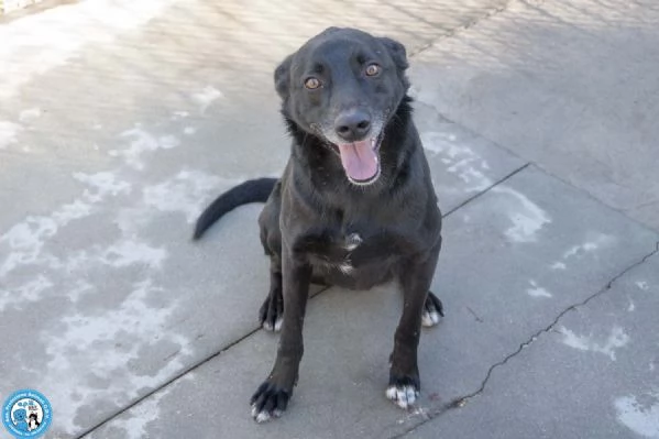 Pako: energia, carattere e tanta voglia di ricominciare