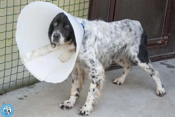 Zack, un setter che sogna il divano non un box | Foto 2