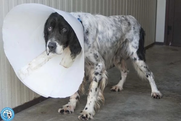 Zack, un setter che sogna il divano non un box | Foto 1