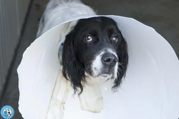 Zack, un setter che sogna il divano non un box | Foto 0
