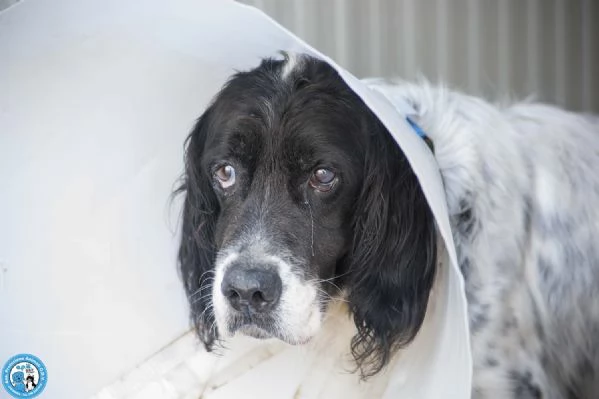 Zack, un setter che sogna il divano non un box