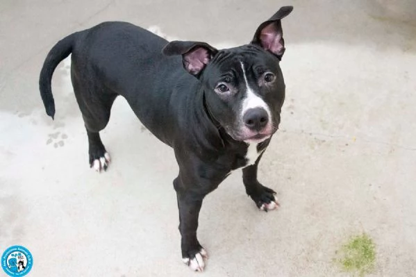 Ade, un nome come tanti. Una storia che merita un finale diverso. | Foto 3