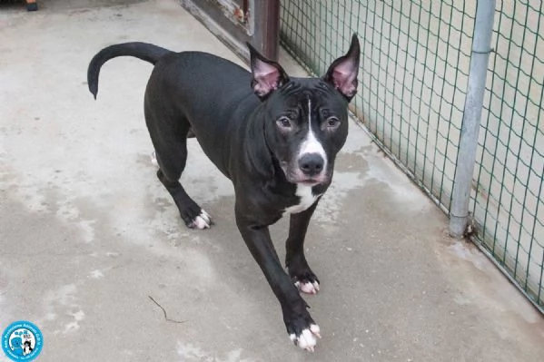 Ade, un nome come tanti. Una storia che merita un finale diverso. | Foto 2