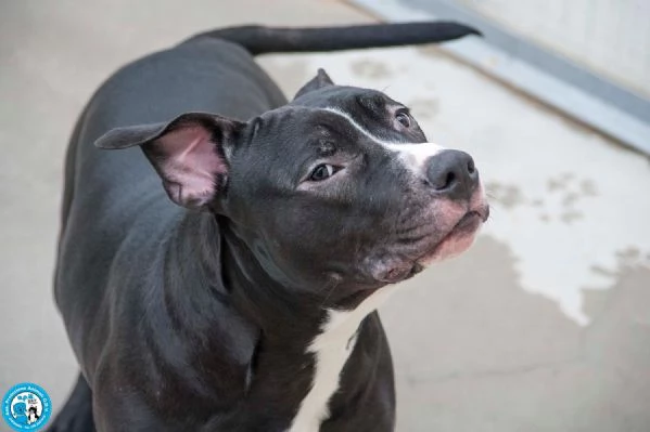 Ade, un nome come tanti. Una storia che merita un finale diverso. | Foto 1