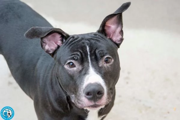 Ade, un nome come tanti. Una storia che merita un finale diverso.