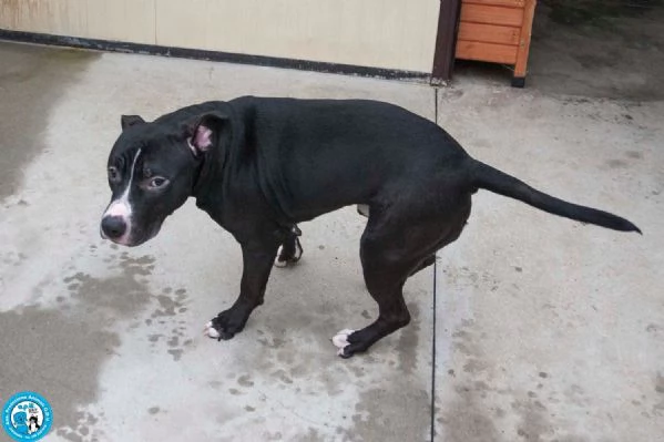 Ade, un nome come tanti. Una storia che merita un finale diverso. | Foto 0