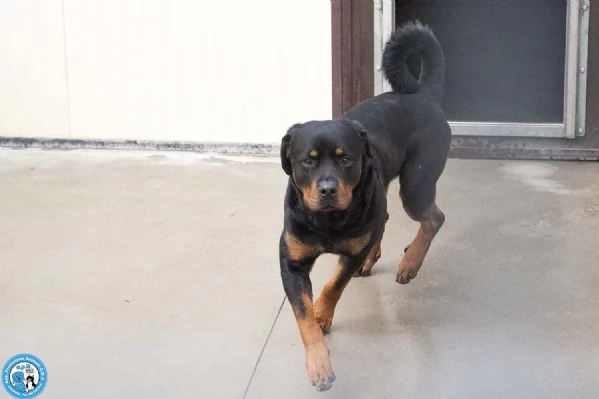 Ares, forza e fedelt&agrave; in cerca di una guida vera | Foto 4