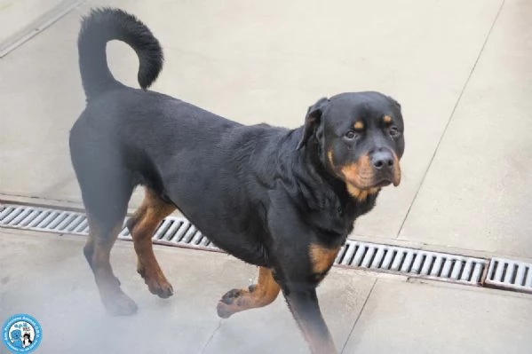 Ares, forza e fedelt&agrave; in cerca di una guida vera | Foto 3