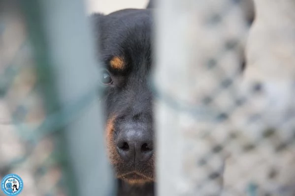 Ares, forza e fedelt&agrave; in cerca di una guida vera | Foto 2