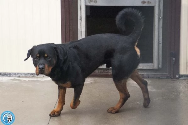 Ares, forza e fedelt&agrave; in cerca di una guida vera | Foto 1