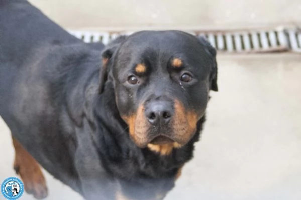 Ares, forza e fedelt&agrave; in cerca di una guida vera