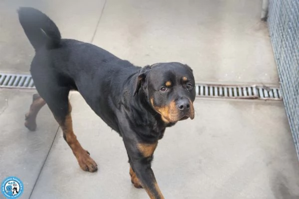 Ares, forza e fedelt&agrave; in cerca di una guida vera | Foto 0