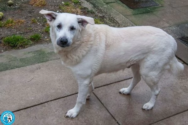 Olaf, dieci anni di casa. Oggi solo un nome e tanta attesa. | Foto 6