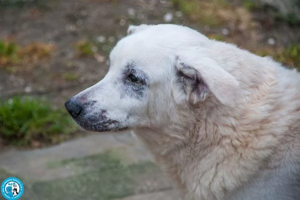 Olaf, dieci anni di casa. Oggi solo un nome e tanta attesa. | Foto 5