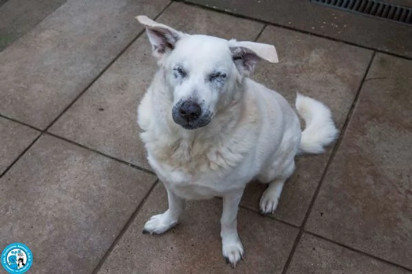 Olaf, dieci anni di casa. Oggi solo un nome e tanta attesa. | Foto 4