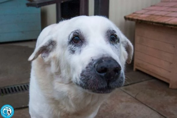 Olaf, dieci anni di casa. Oggi solo un nome e tanta attesa. | Foto 3
