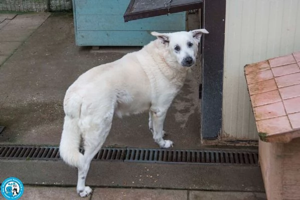 Olaf, dieci anni di casa. Oggi solo un nome e tanta attesa. | Foto 2