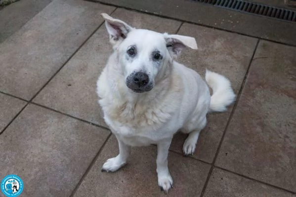 Olaf, dieci anni di casa. Oggi solo un nome e tanta attesa.