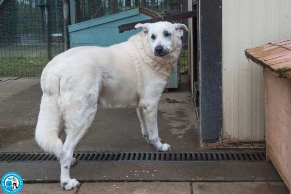 Olaf, dieci anni di casa. Oggi solo un nome e tanta attesa. | Foto 1