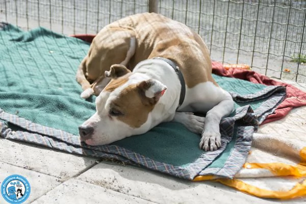 Molly, una casa per gli anni pi&ugrave; preziosi | Foto 5