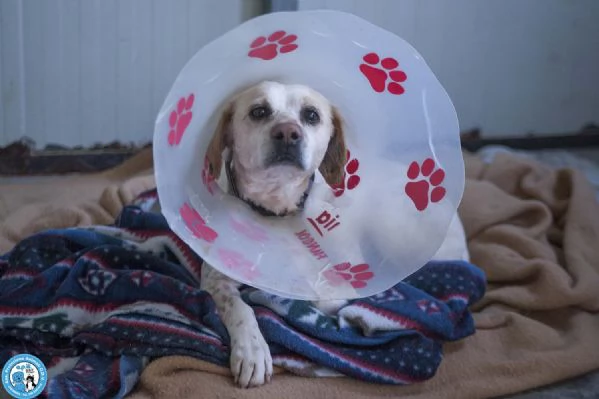 Emily, la delicatezza che chiede solo pace | Foto 2