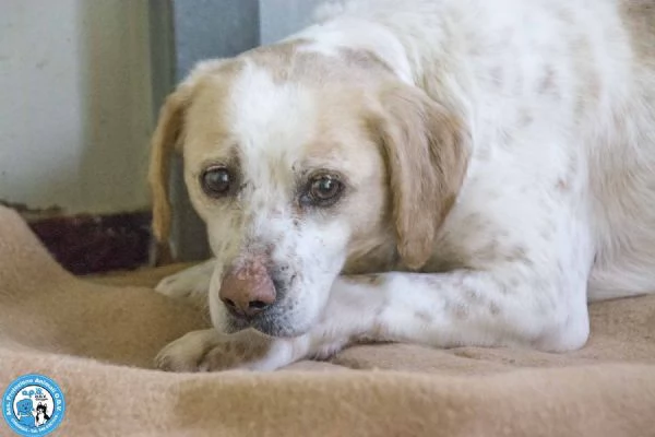 Emily, la delicatezza che chiede solo pace