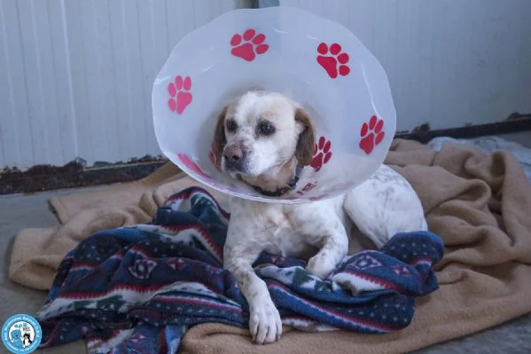 Emily, la delicatezza che chiede solo pace | Foto 0