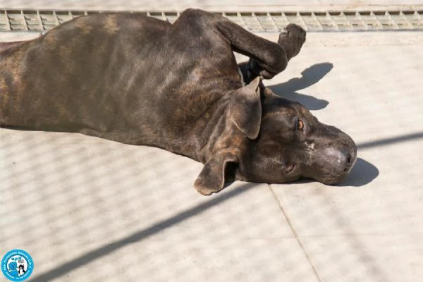 Chanel: non &egrave; un accessorio, &egrave; una scelta per sempre | Foto 5