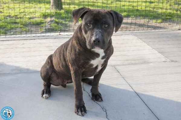 Chanel: non &egrave; un accessorio, &egrave; una scelta per sempre | Foto 4