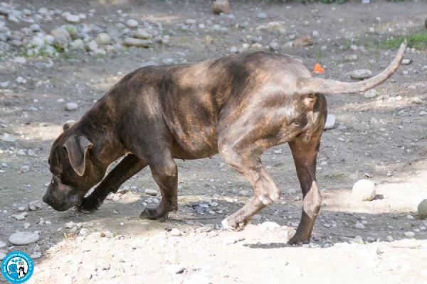 Chanel: non &egrave; un accessorio, &egrave; una scelta per sempre | Foto 3