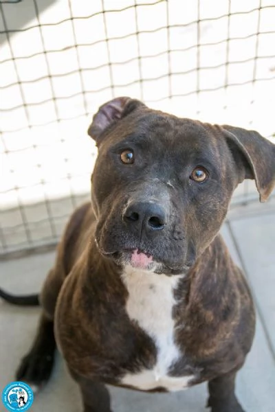 Chanel: non &egrave; un accessorio, &egrave; una scelta per sempre