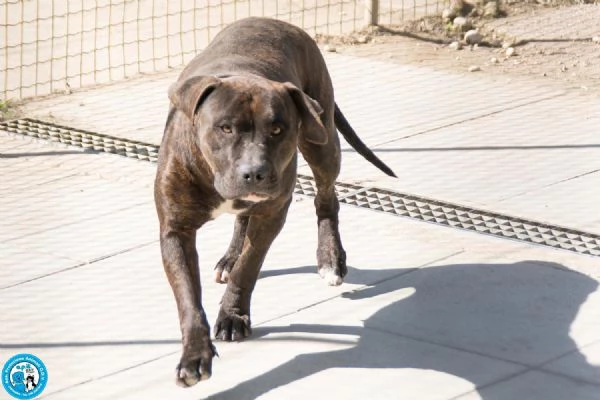 Chanel: non &egrave; un accessorio, &egrave; una scelta per sempre | Foto 2