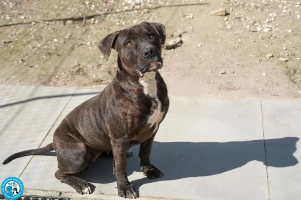 Chanel: non &egrave; un accessorio, &egrave; una scelta per sempre | Foto 1