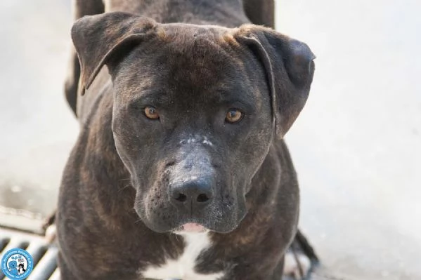 Chanel: non &egrave; un accessorio, &egrave; una scelta per sempre | Foto 0