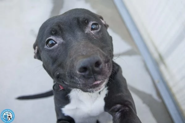 Cloe: un piccolo uragano in cerca di casa | Foto 3