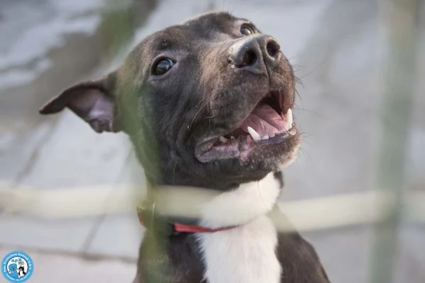 Cloe: un piccolo uragano in cerca di casa | Foto 2