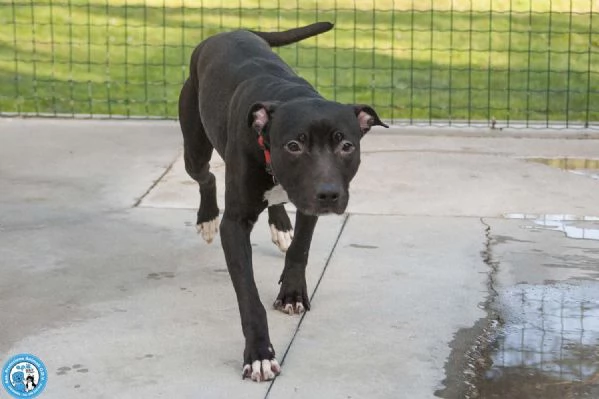 Cloe: un piccolo uragano in cerca di casa