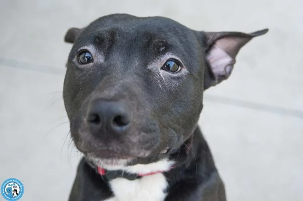 Cloe: un piccolo uragano in cerca di casa | Foto 1