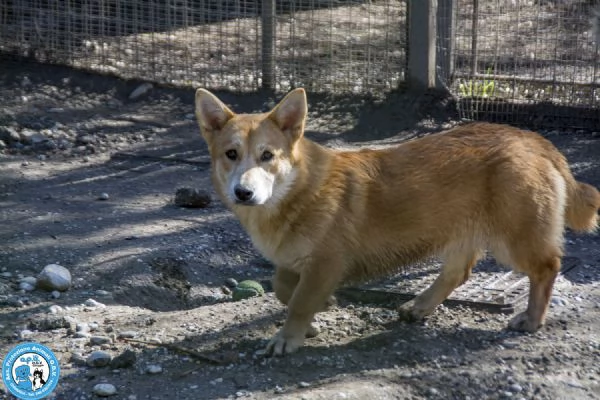 Asia, Astro, Aria : tre fratelli timidi e dolci... | Foto 5