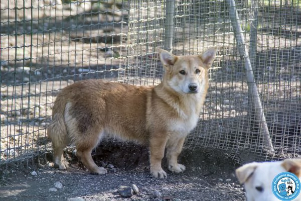 Asia, Astro, Aria : tre fratelli timidi e dolci... | Foto 4