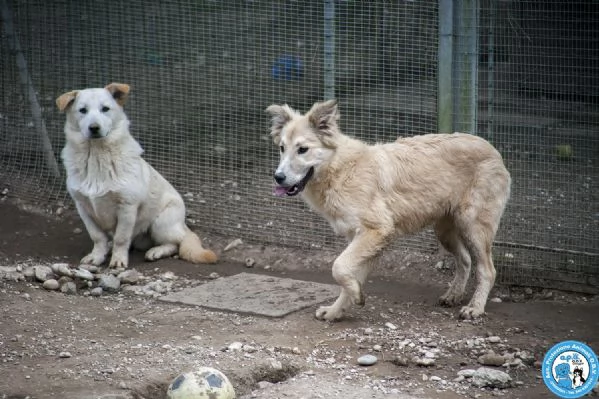 Asia, Astro, Aria : tre fratelli timidi e dolci... | Foto 3