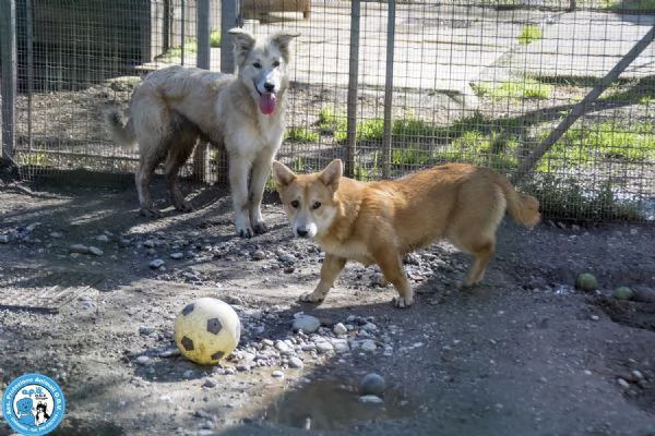 Asia, Astro, Aria : tre fratelli timidi e dolci...