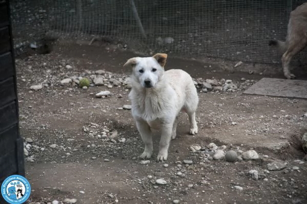 Asia, Astro, Aria : tre fratelli timidi e dolci... | Foto 2