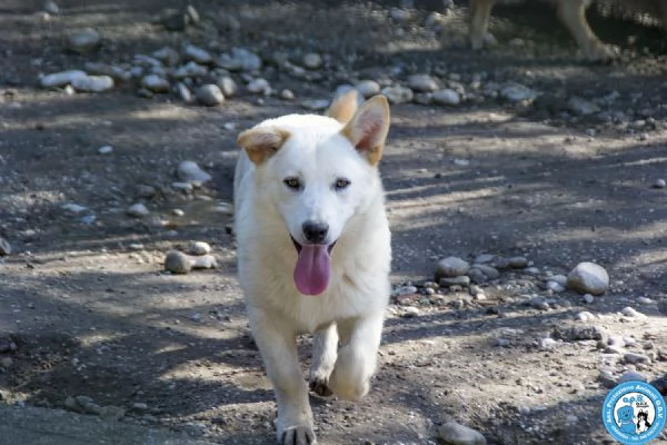 Asia, Astro, Aria : tre fratelli timidi e dolci... | Foto 1