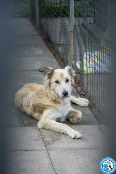 Asia, Astro, Aria : tre fratelli timidi e dolci... | Foto 0