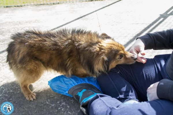 Bush: un simpatico orsetto di 10 kg | Foto 1