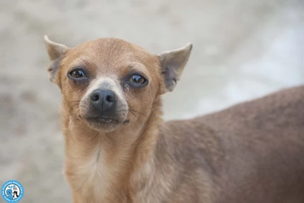 Tuono: 5 chili di personalit&agrave; e un cuore da riparare | Foto 1