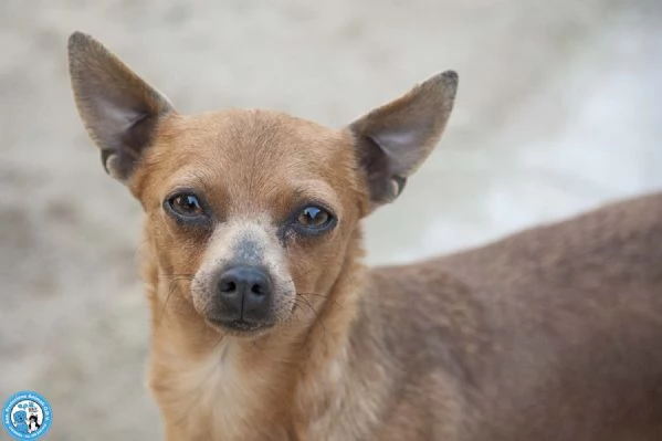 Tuono: 5 chili di personalit&agrave; e un cuore da riparare | Foto 0