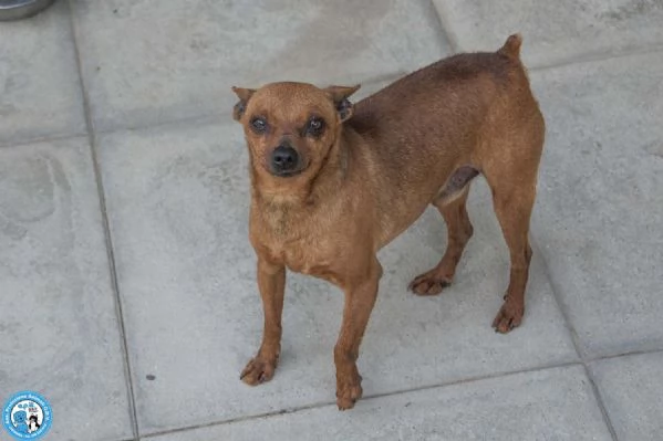 Tuono: 5 chili di personalit&agrave; e un cuore da riparare