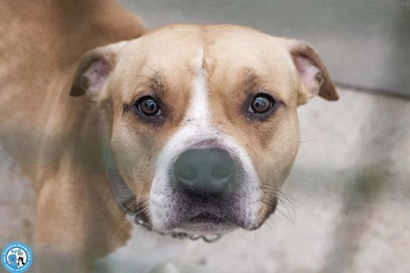 Tuono: un gentilcane in abito da bullo